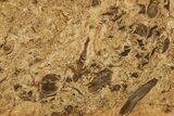 Polished, Jurassic Petrified Tree Fern (Osmunda) Slab - Australia #185167-1